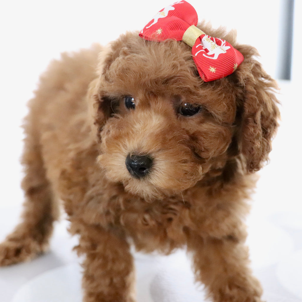 Bedilia - Available Now