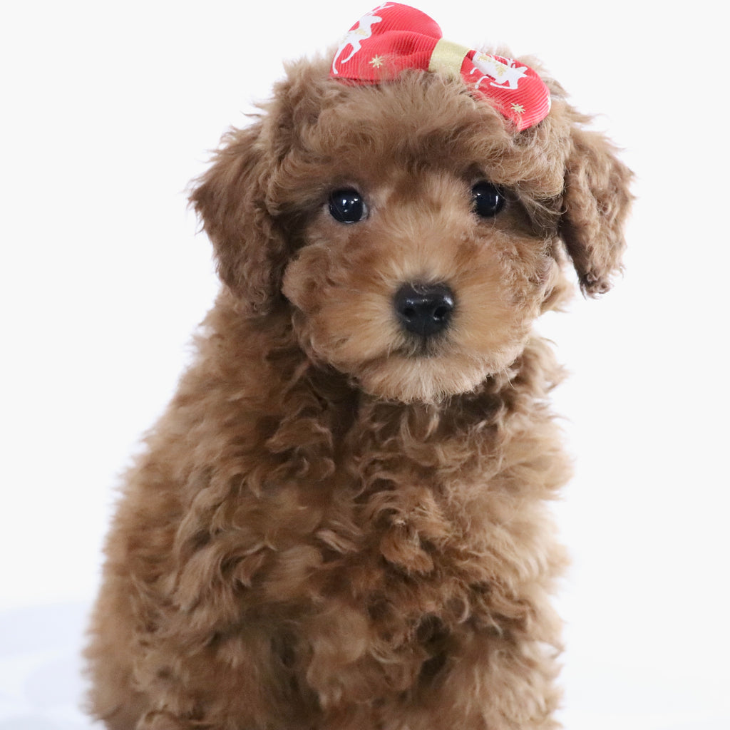 Bedilia - Available Now