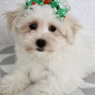 Berit - Available Now