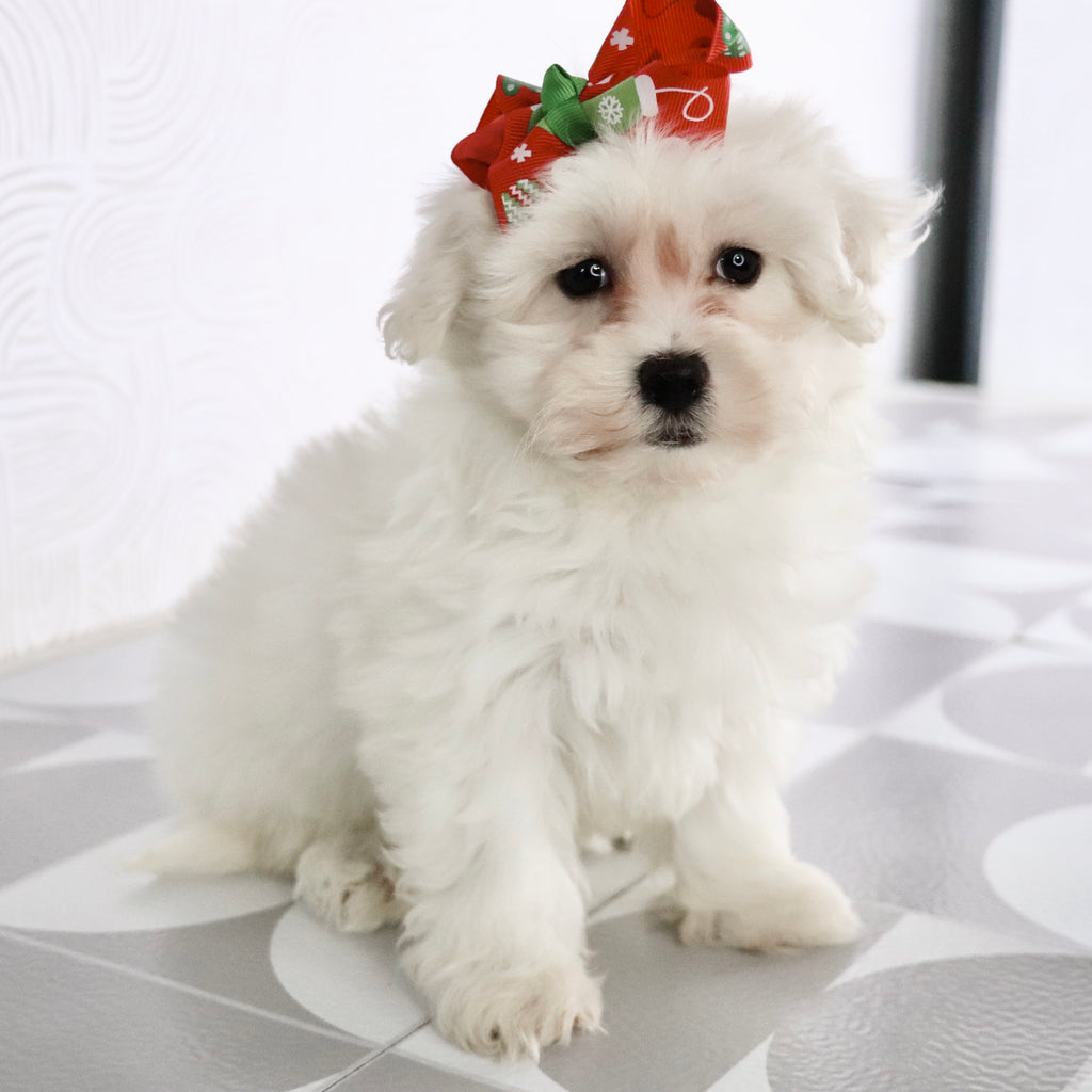 Beryl - Available Now