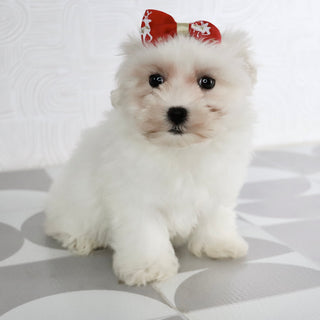 Bernice - Available Now