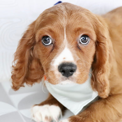 Snoopy - Available Now
