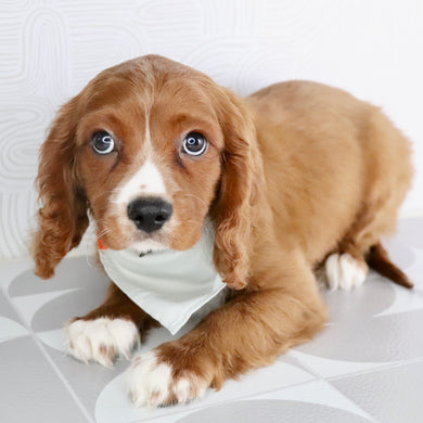 Snoopy - Available Now