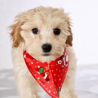 Markie - Available Now