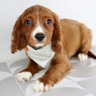 Snoopy - Available Now
