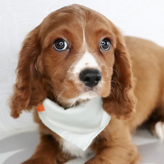 Snoopy - Available Now