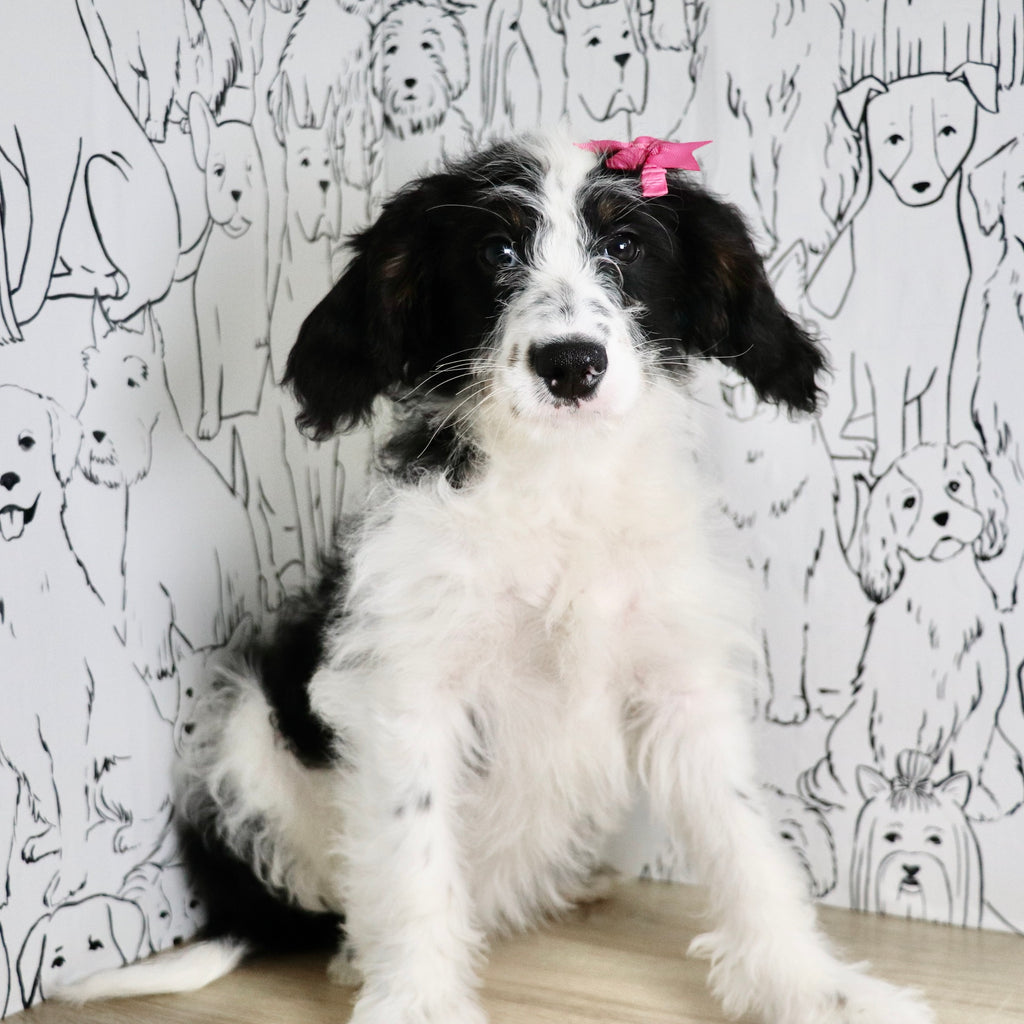 Darcy - Available Now