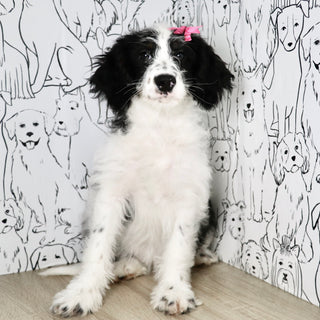Darcy - Available Now