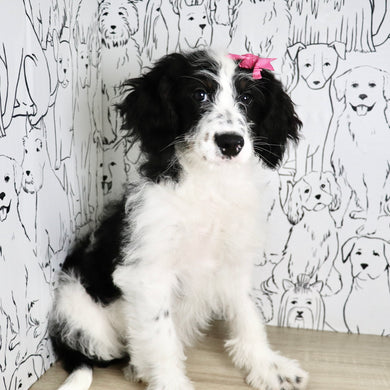 Darcy - Available Now
