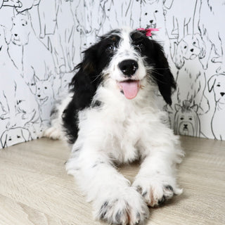Darcy - Available Now