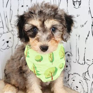 Dexter - Available 9/3