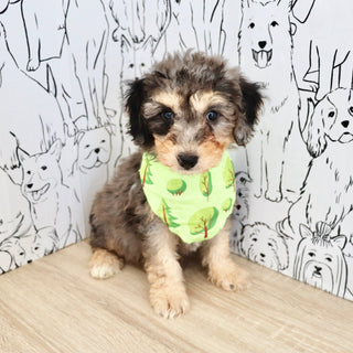 Dexter - Available 9/3