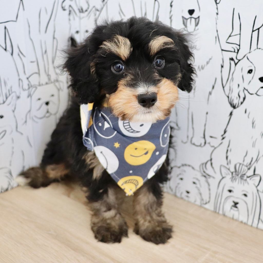 Dodger - Available 9/3