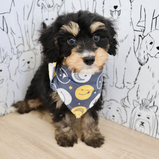 Dodger - Available 9/3