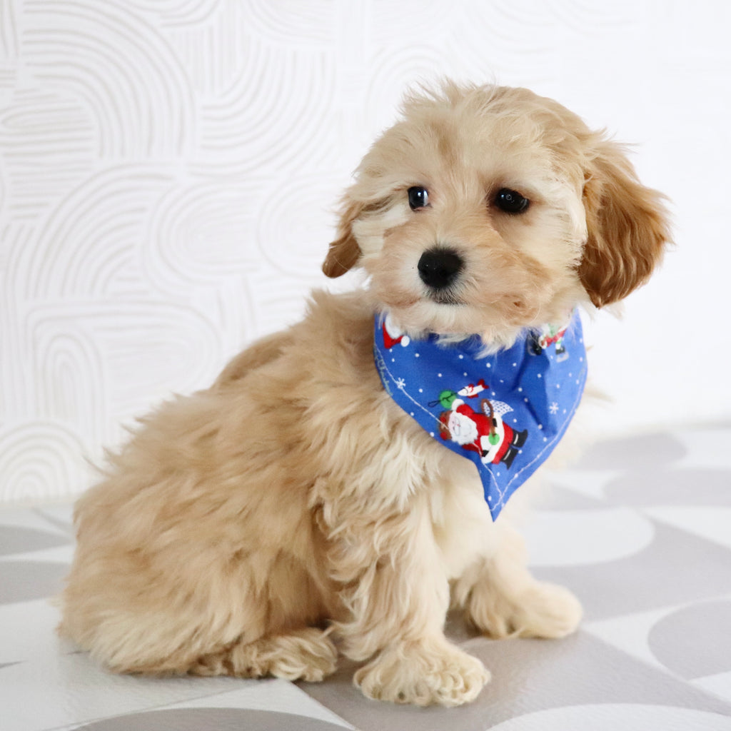 Abner - Available Now