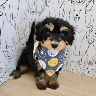Dodger - Available 9/3