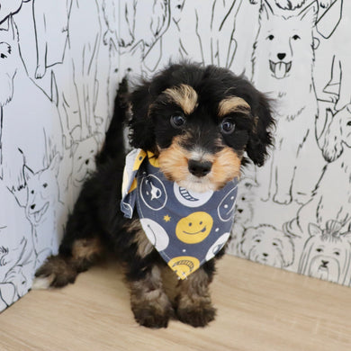 Dodger - Available 9/3