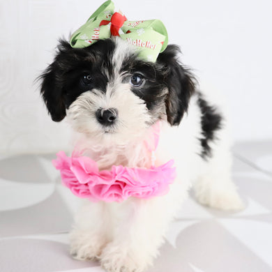 Caledonia - Available Now