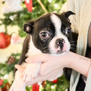 Claire - Available Now