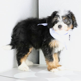 Aggie - Available Now