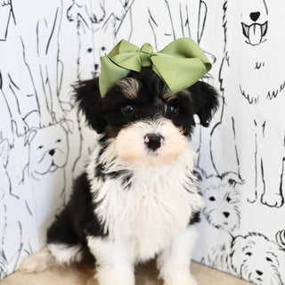 Dakota - Available 9/3