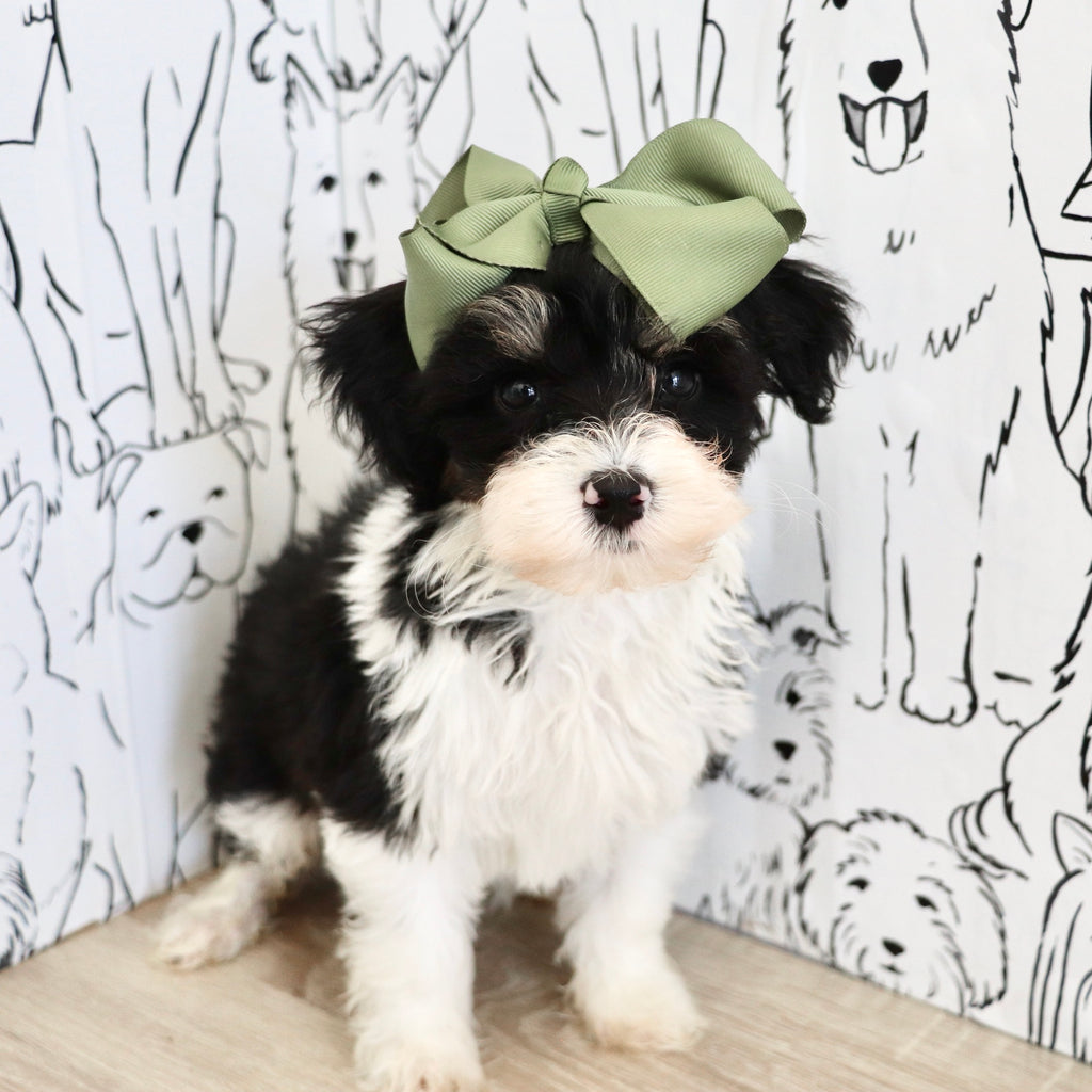 Dakota - Available 9/3