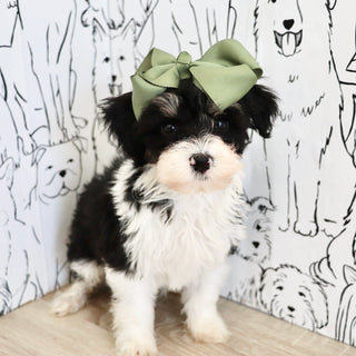 Dakota - Available 9/3