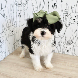 Dakota - Available 9/3