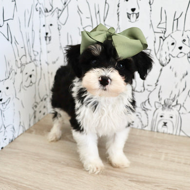 Dakota - Available 9/3
