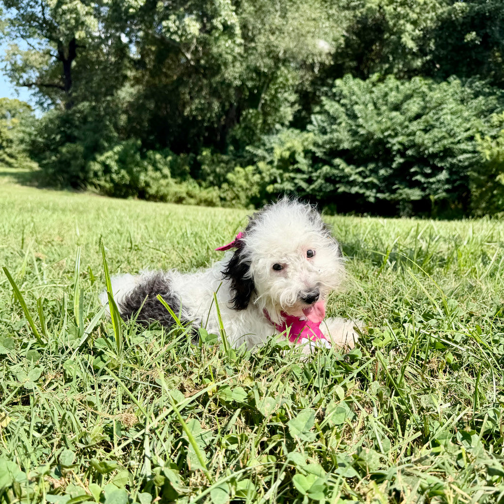 Dogs Pawchella in Tampa
