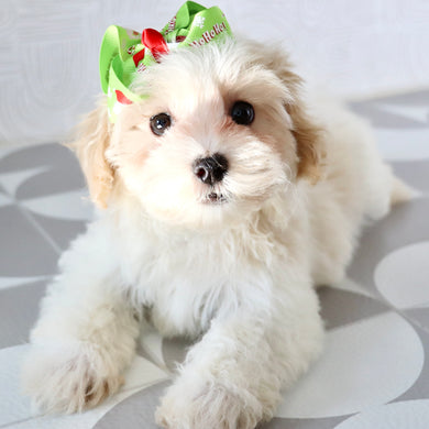 Koleen - Available Now