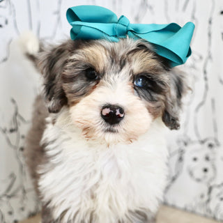 Della - Available 9/3
