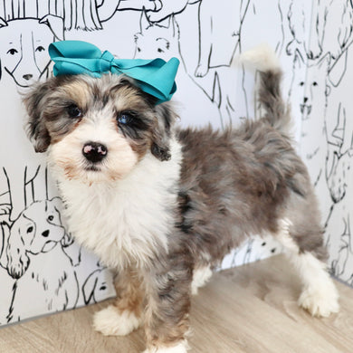 Della - Available 9/3