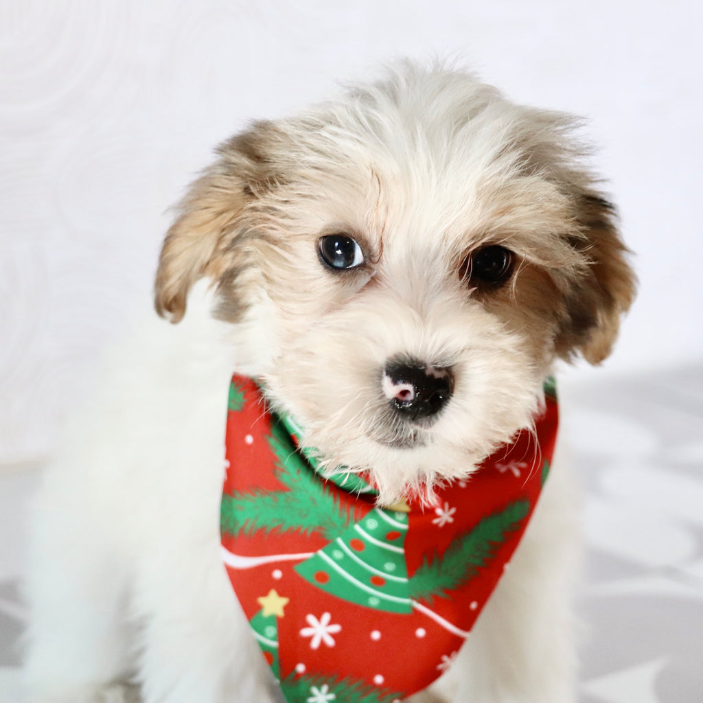 Alon - Available Now