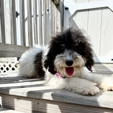 Zoe - Available Now