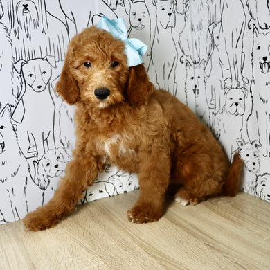 Evie - Available Now