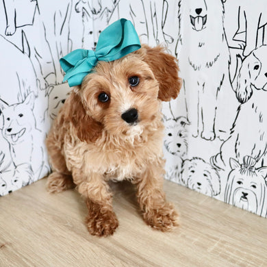 Navi - Available 9/3