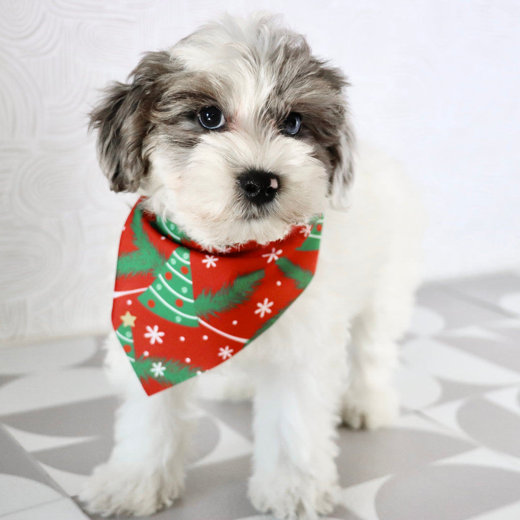 Alfio - Available Now