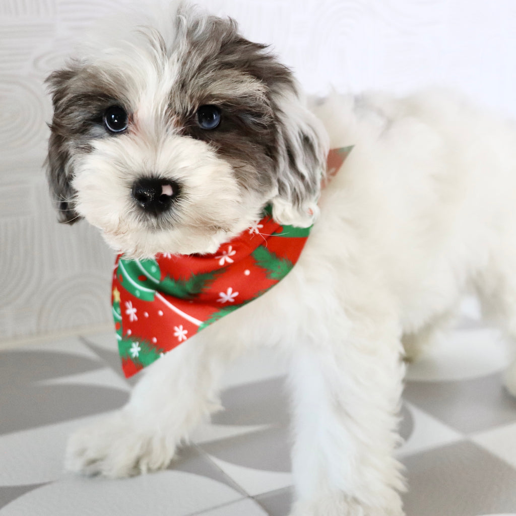 Alfio - Available Now