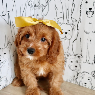 Nala - Available 9/3
