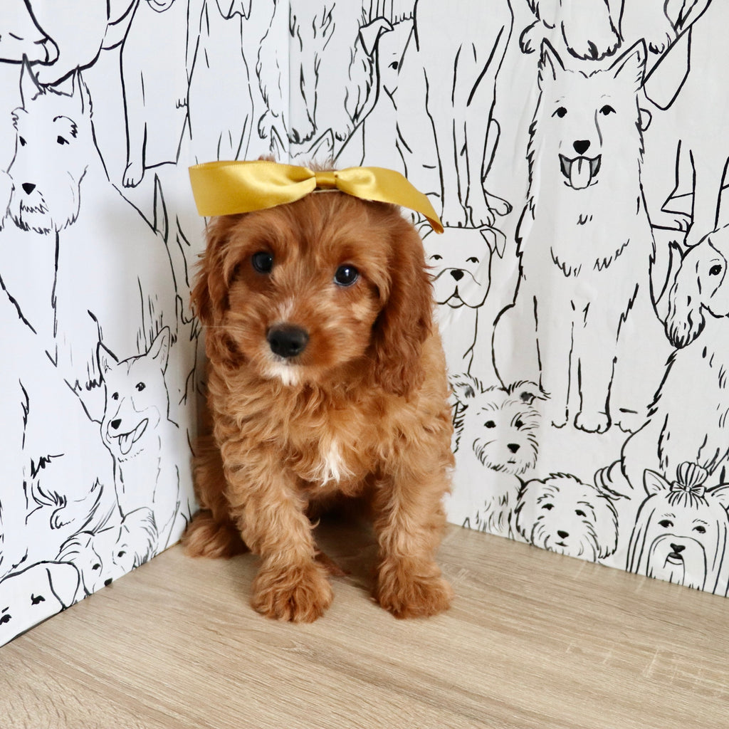 Nala - Available Now