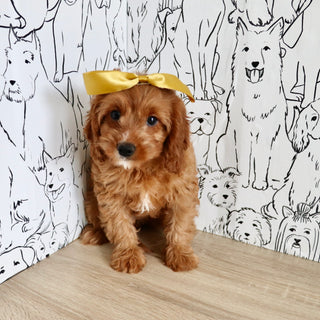 Nala - Available Now
