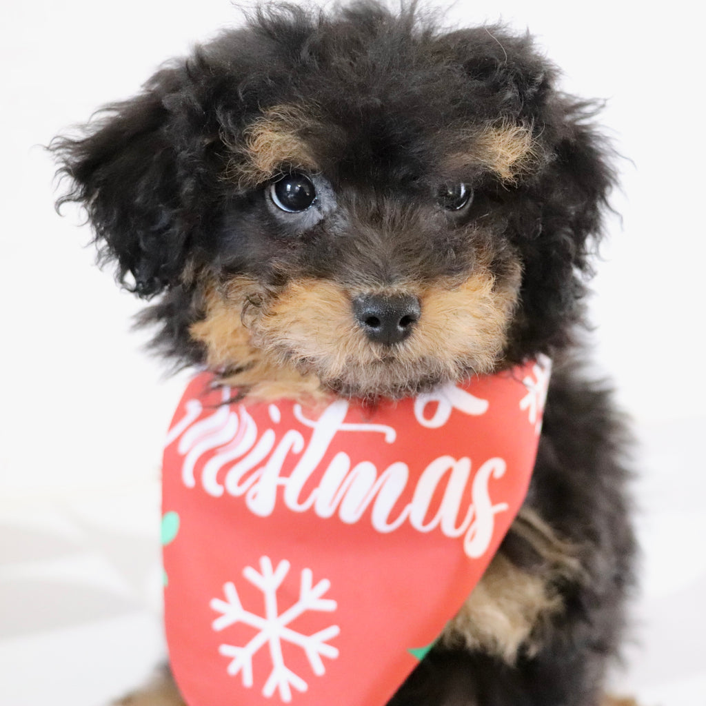 Blaire - Available Now