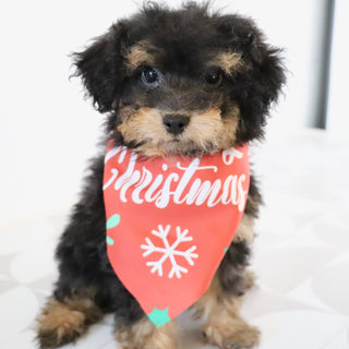 Blaire - Available Now