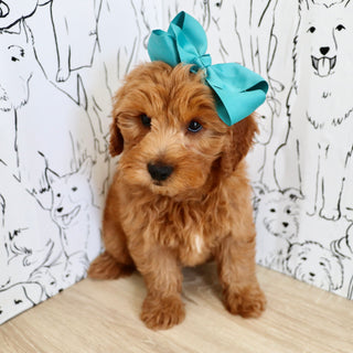 Marsha - Available 9/3