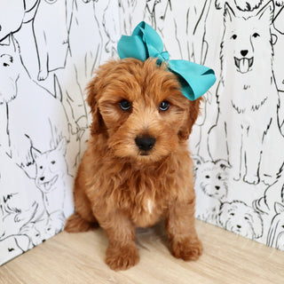 Marsha - Available 9/3