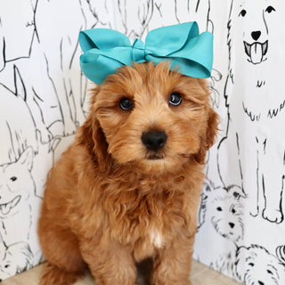 Marsha - Available 9/3