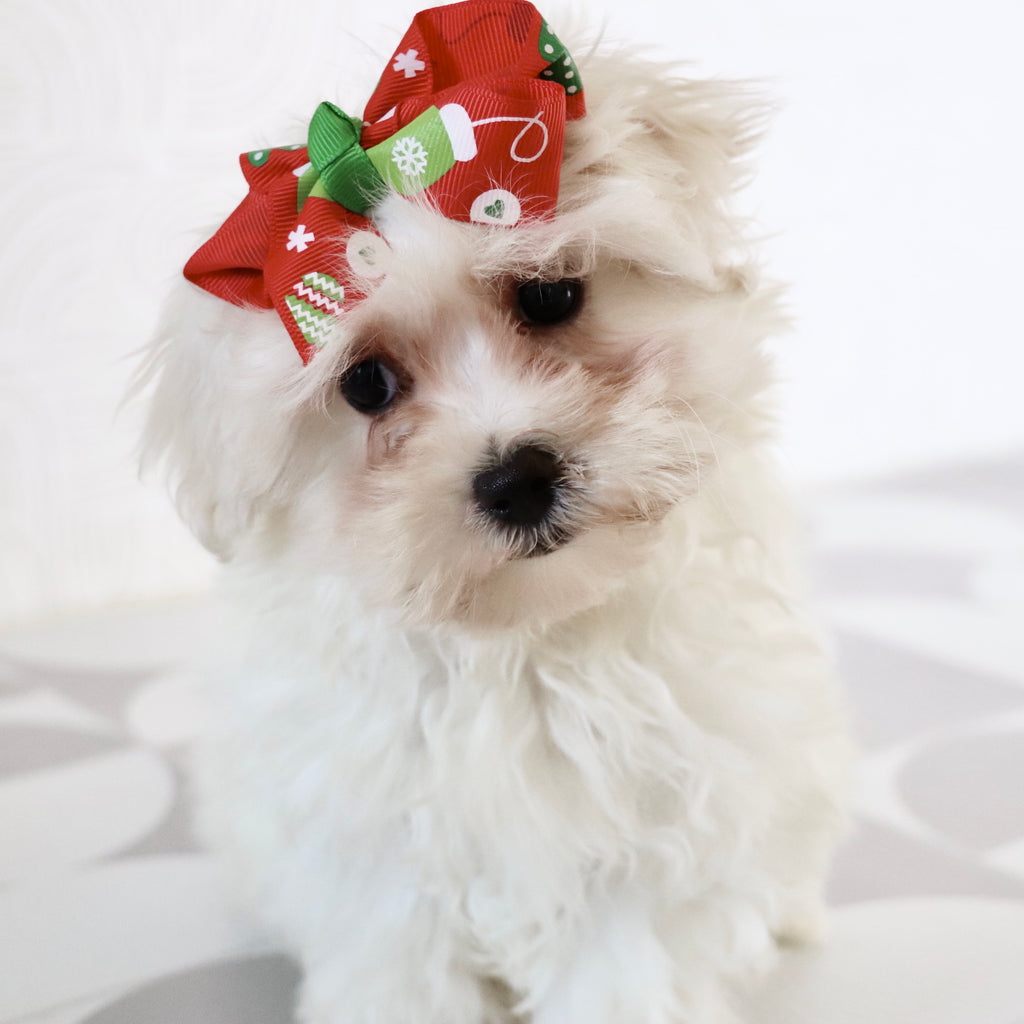 Bertha - Available Now