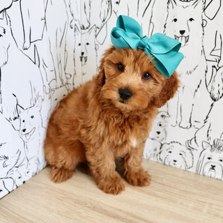 Marsha - Available 9/3