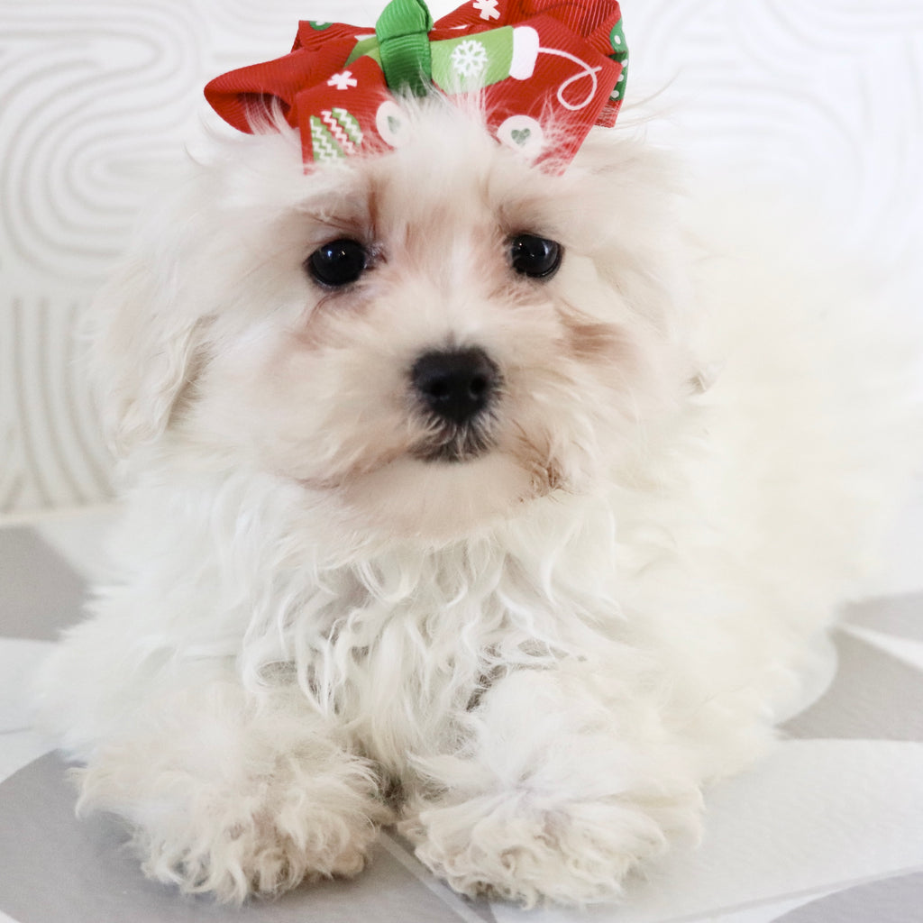 Bertha - Available Now